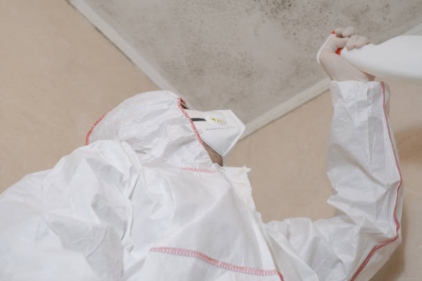 Best Home Mold Removal  in Reynoldsburg, OH